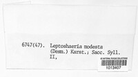 Leptosphaeria modesta image